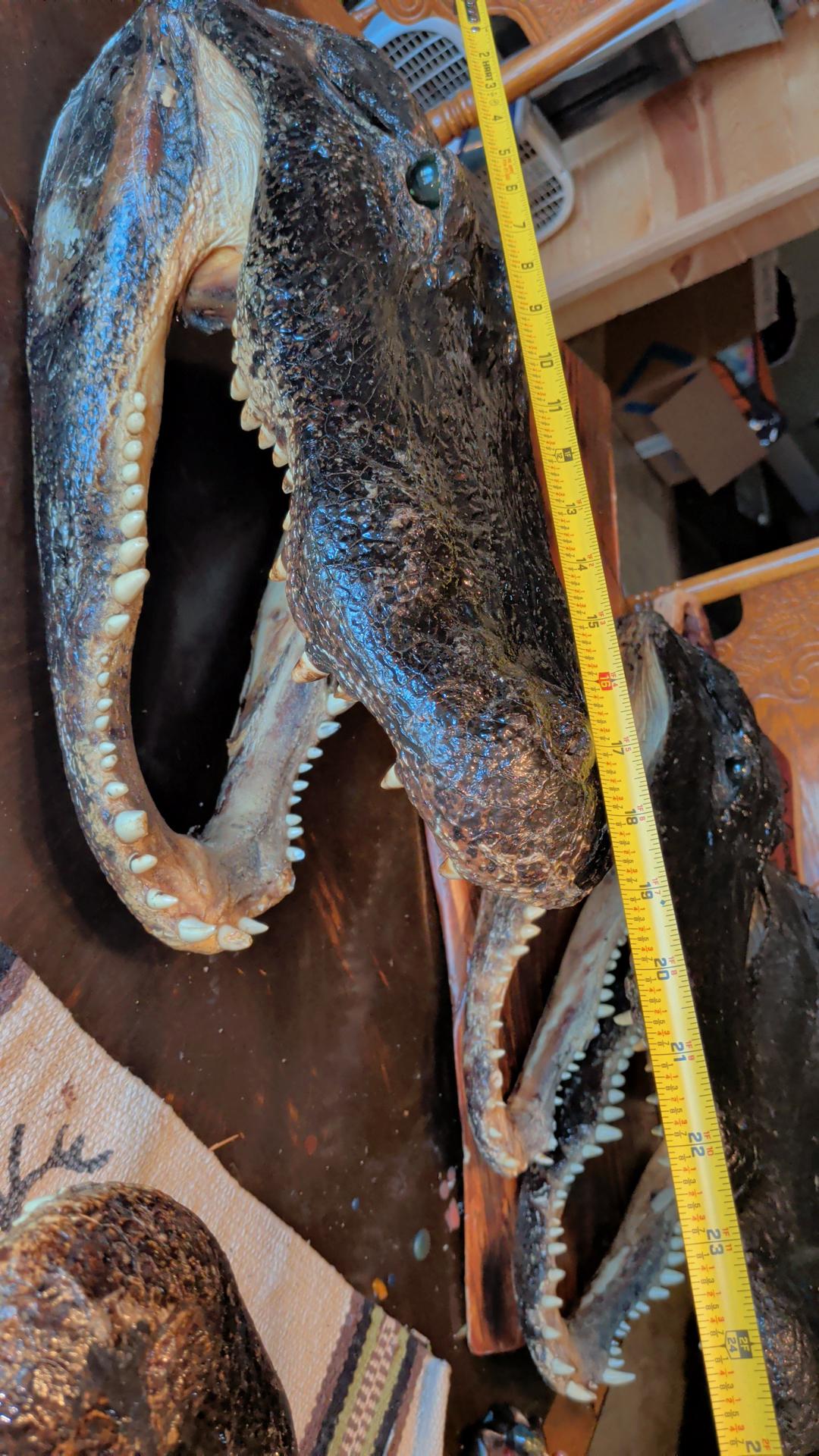 Alligator Head Taxidermy | XXL 8–12 Ft Louisiana Trophy Mount
