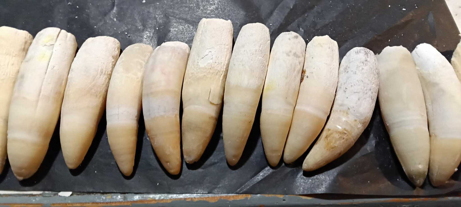 Bones & Craft Supplies |Genuine Wildlife Bones & Craft Materials teeth