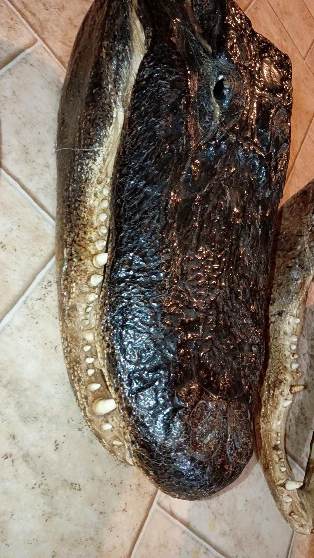 Alligator Heads | Authentic Louisiana Taxidermy & Trophy Mounts Heads.