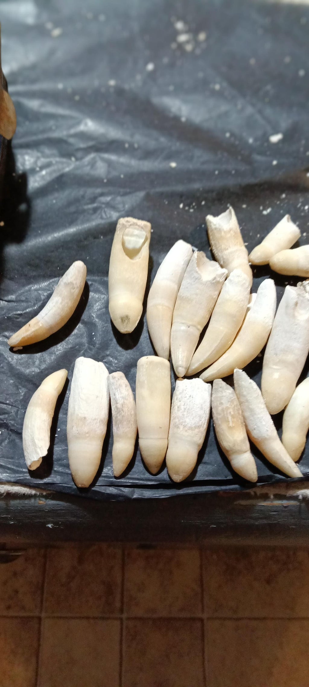 Louisiana Alligator Teeth/Fang (2-4 inches) - A novelty keepsake and Cajun heirloom gift