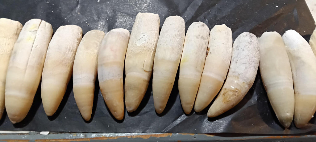 Louisiana Alligator Teeth/Fang (2-4 inches) - A novelty keepsake and Cajun heirloom gift