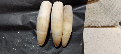 Louisiana Alligator Teeth | Genuine 2–4 Inch Cajun Keepsake