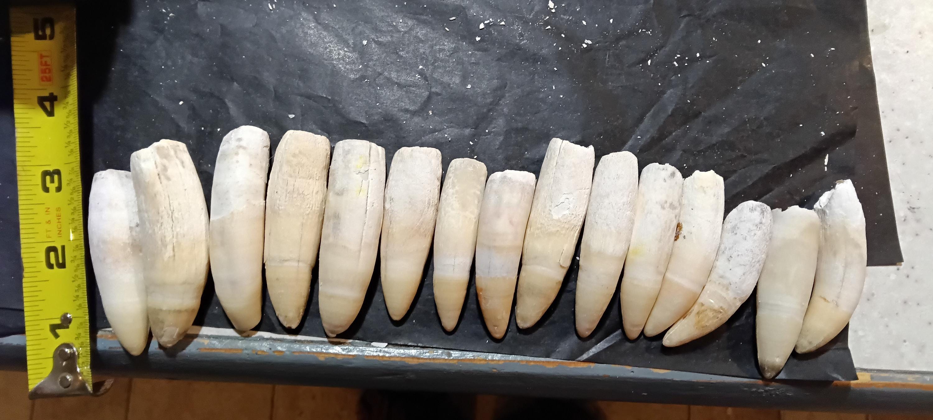 Louisiana Alligator Teeth/Fang (2-4 inches) - A novelty keepsake and Cajun heirloom gift