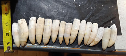 Louisiana Alligator Teeth | Genuine 2–4 Inch Cajun Keepsake