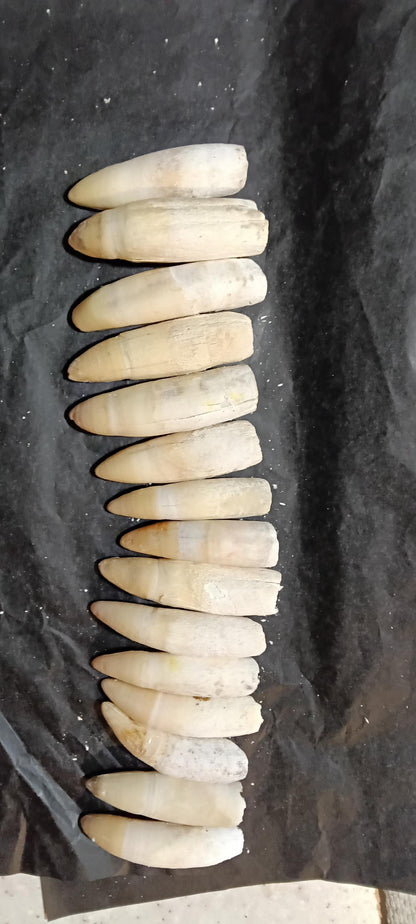 Louisiana Alligator Teeth | Genuine 2–4 Inch Cajun Keepsake