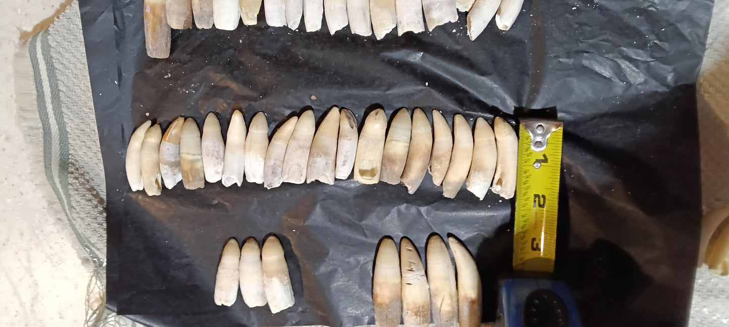 Louisiana Alligator Teeth | Genuine 2–4 Inch Cajun Keepsake