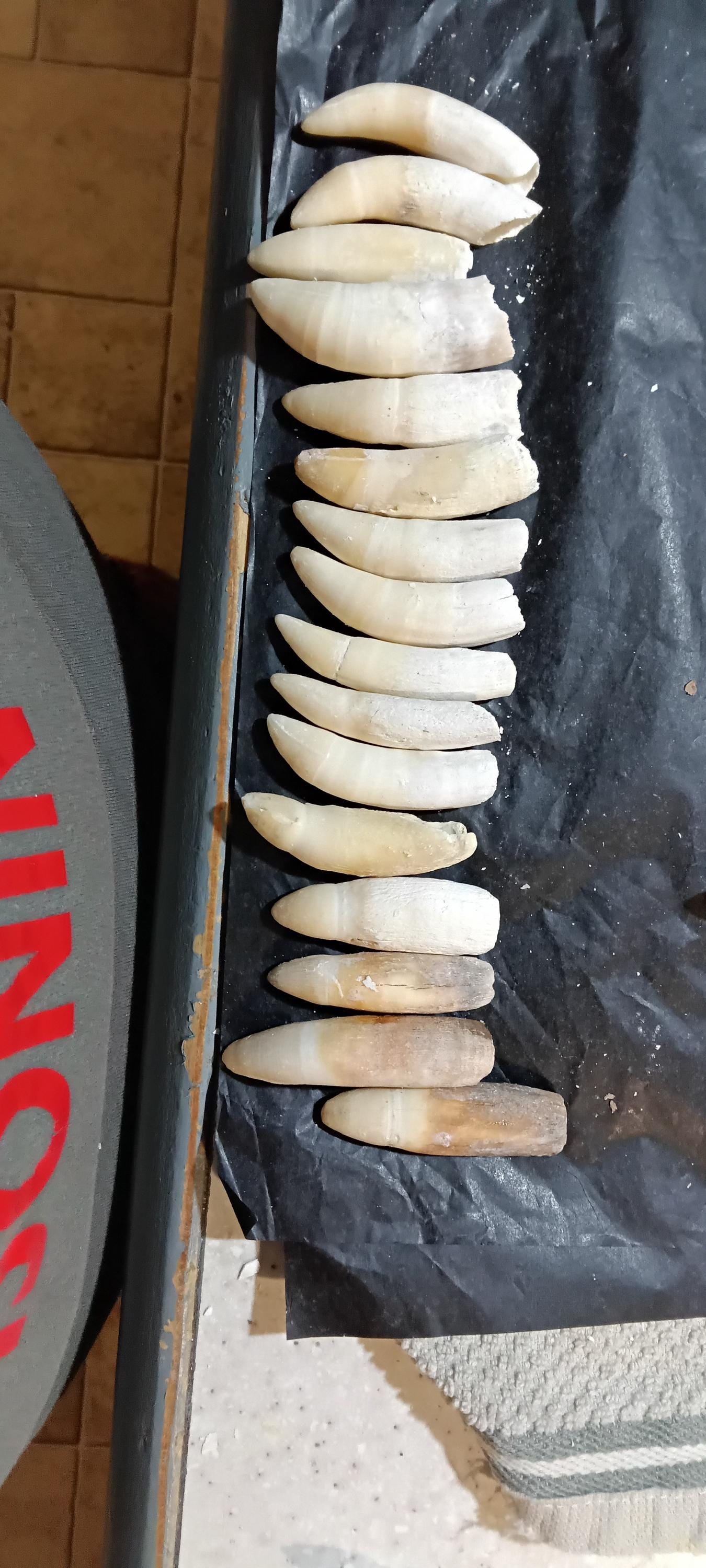 Louisiana Alligator Teeth/Fang (2-4 inches) - A novelty keepsake and Cajun heirloom gift