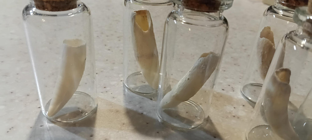 alligator in glass jar/necklace option