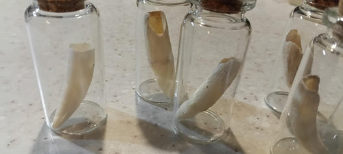 alligator in glass jar/necklace option
