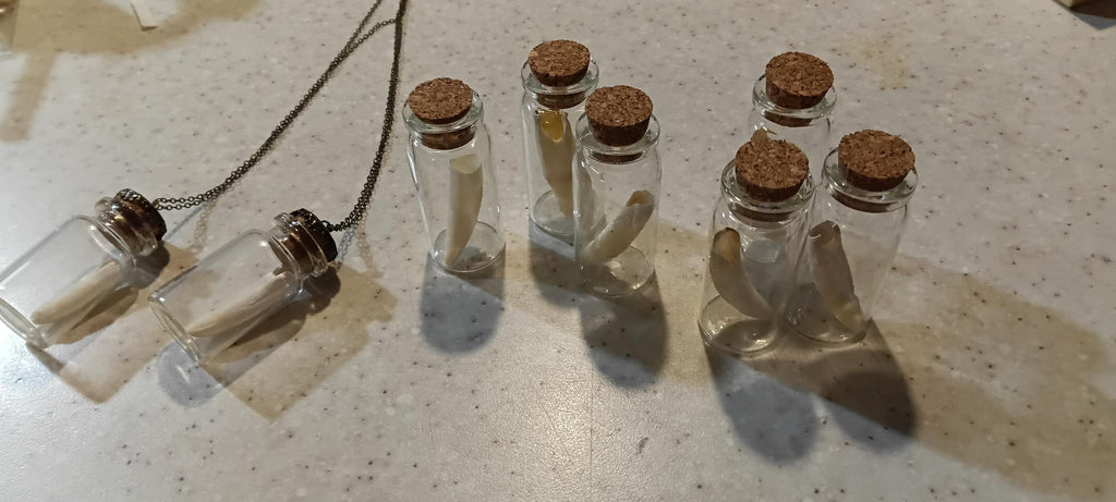 alligator in glass jar/necklace option
