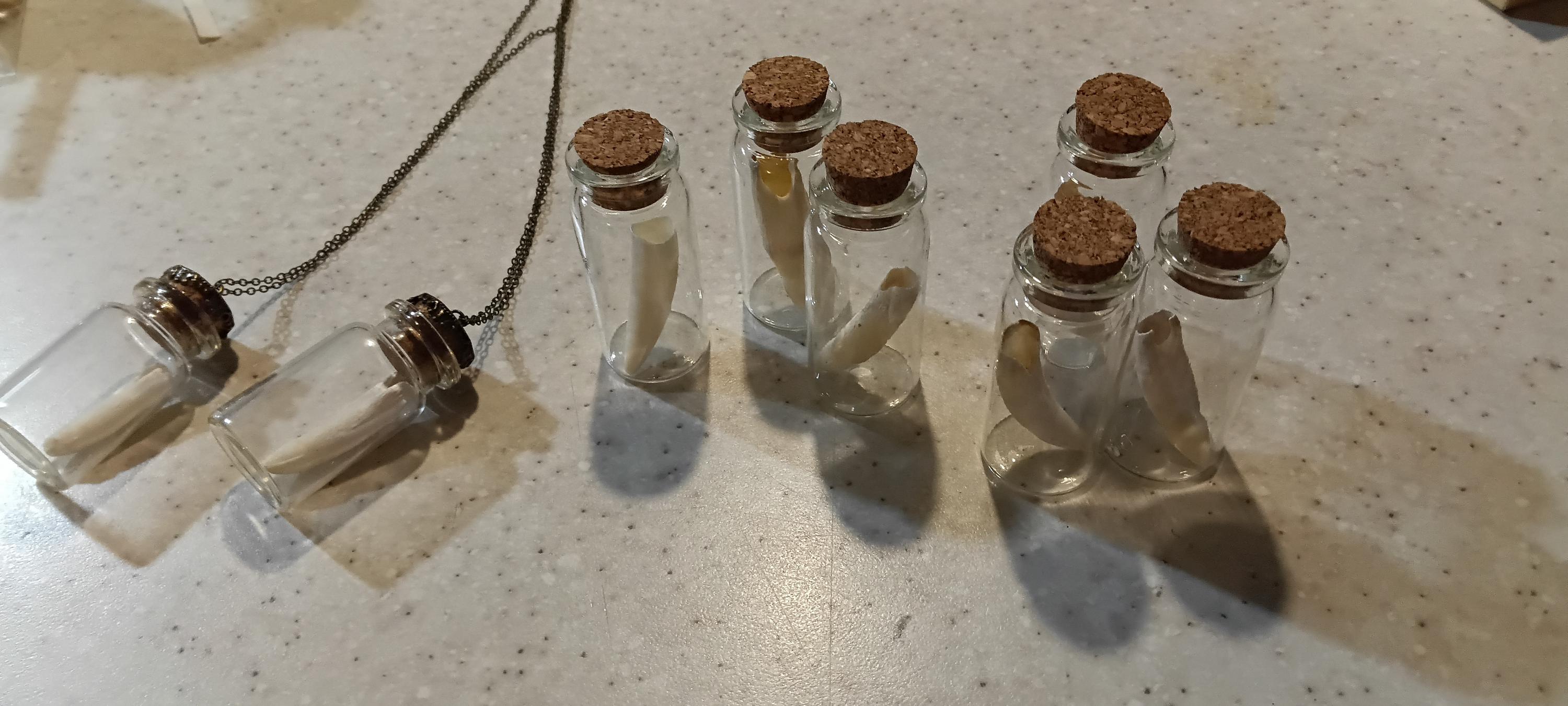 alligator in glass jar/necklace option