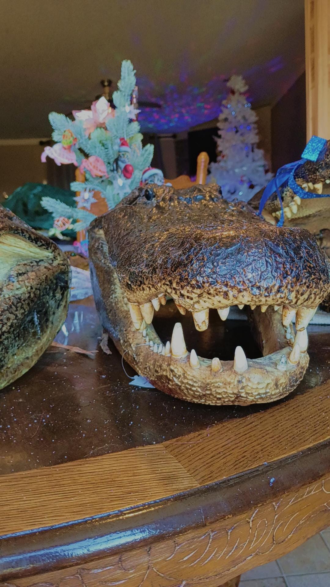 Select alligator trophy Mount wild Louisiana caught 12ft gator