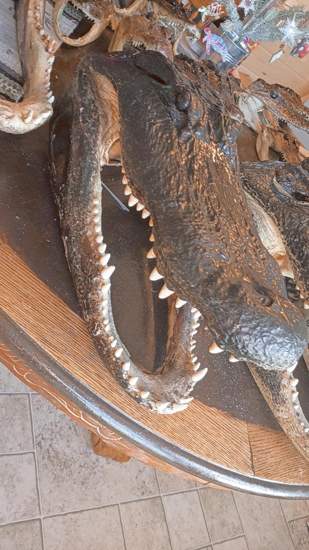 Select alligator trophy Mount wild Louisiana caught 12ft gator