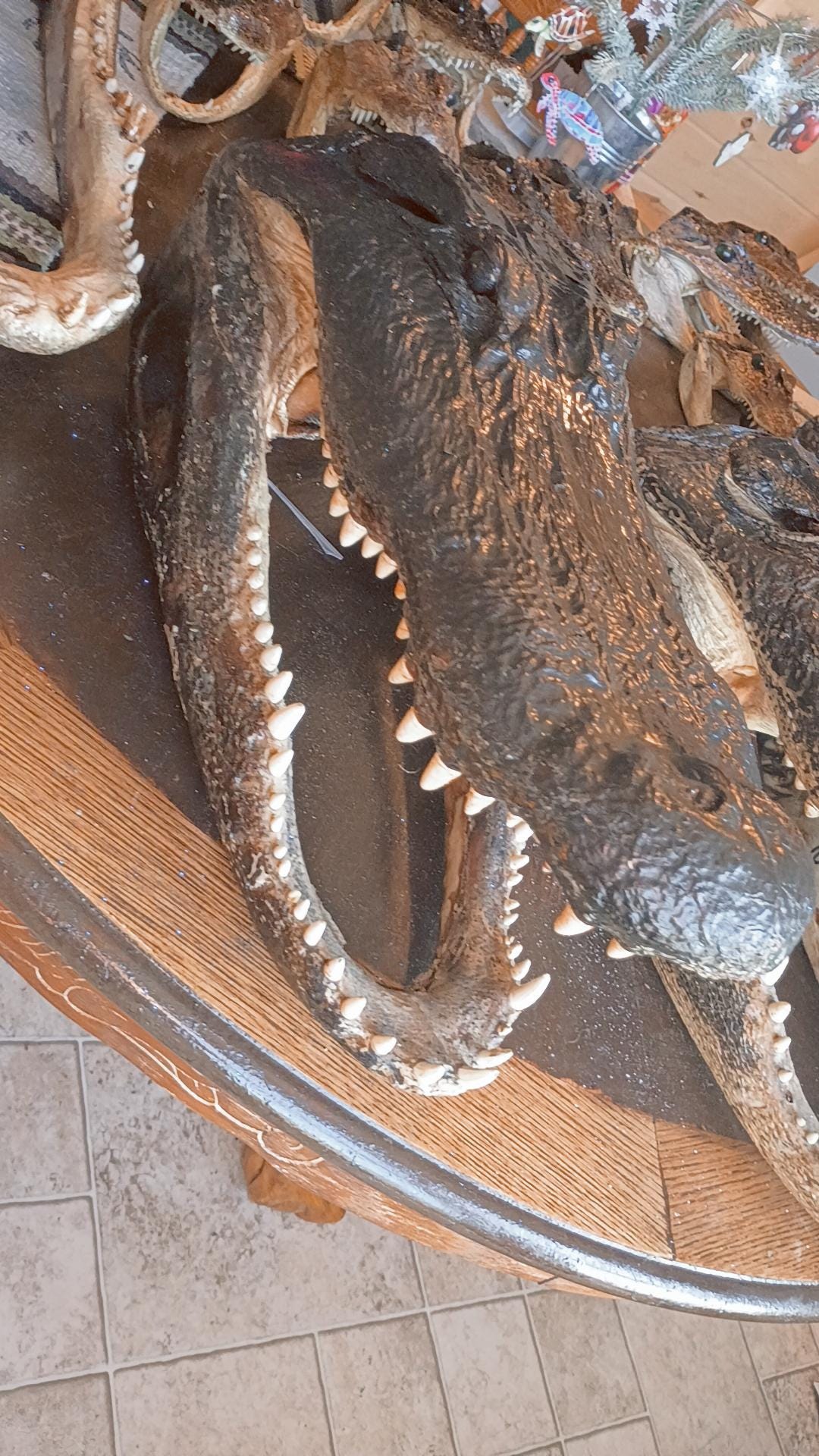 Select alligator trophy Mount wild Louisiana caught 12ft gator