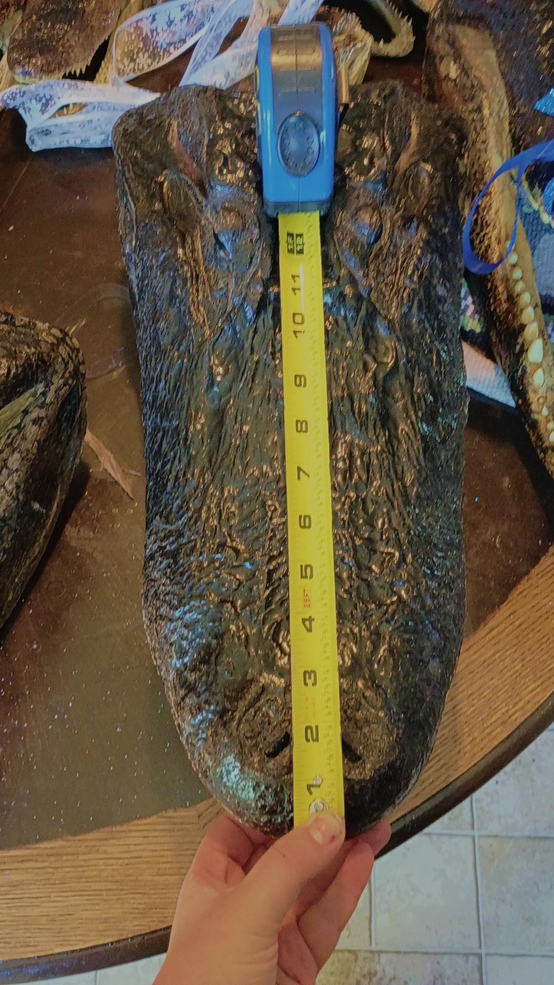 Select alligator trophy Mount wild Louisiana caught 12ft gator