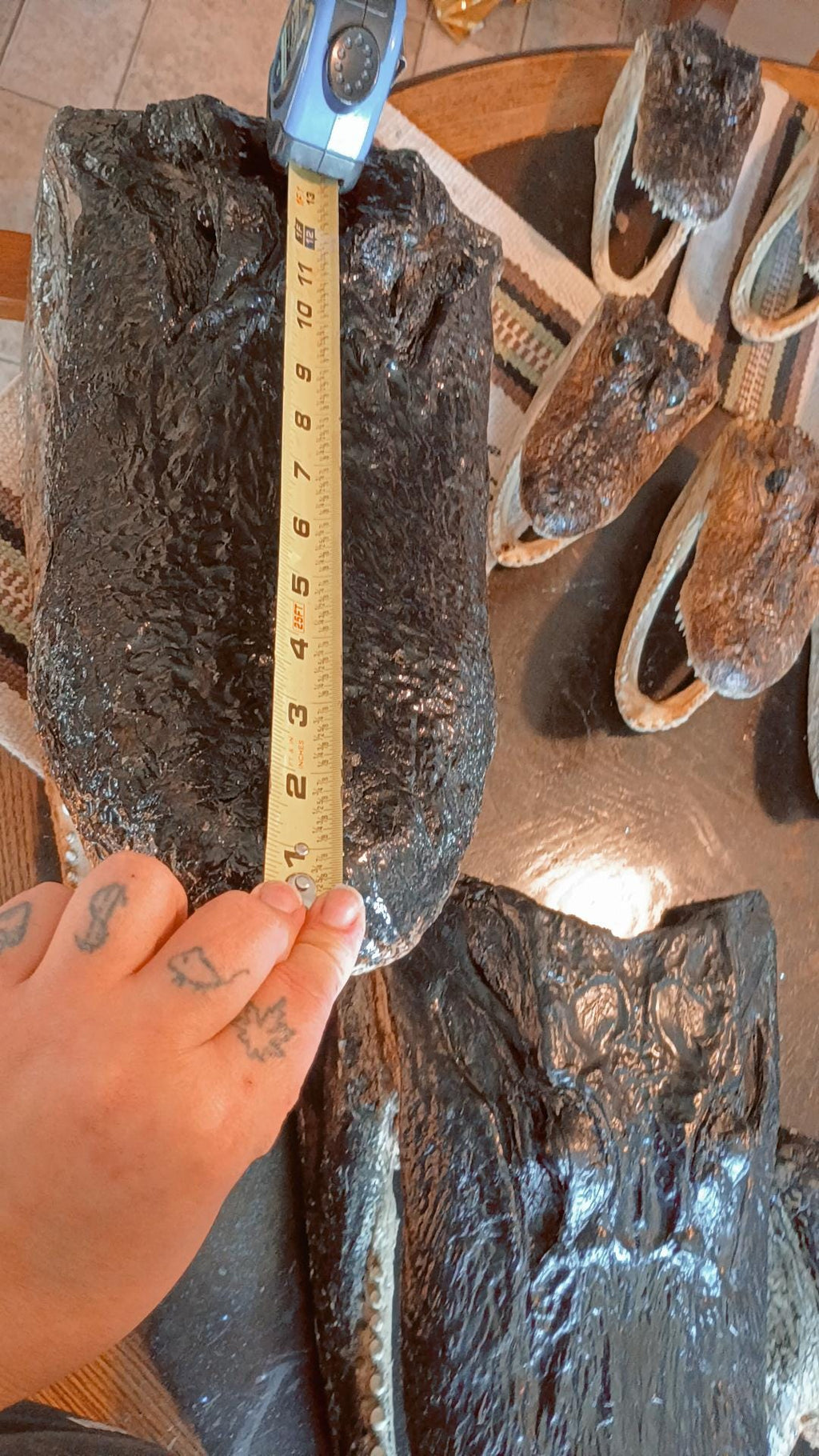 Select alligator trophy Mount wild Louisiana caught 12ft gator