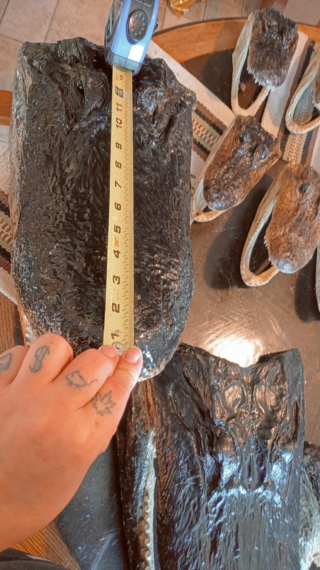 Alligator Trophy Mount | Wild Louisiana Caught 12ft Gator