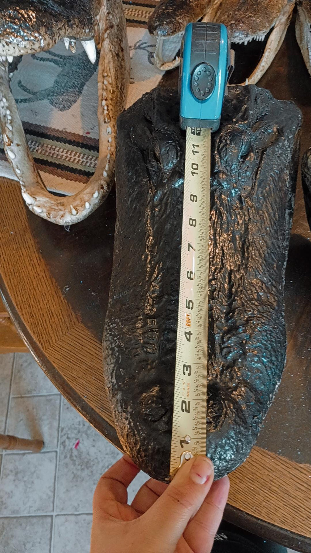 Select alligator trophy Mount wild Louisiana caught 12ft gator