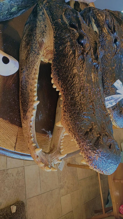 Alligator Trophy Mount | Wild Louisiana Caught 12ft Gator