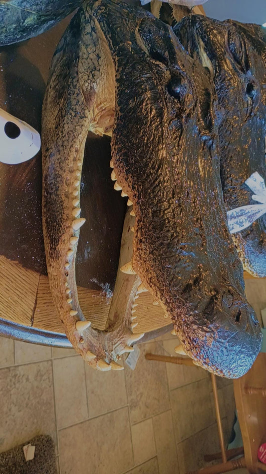 Alligator Trophy Mount | Wild Louisiana Caught 12ft Gator