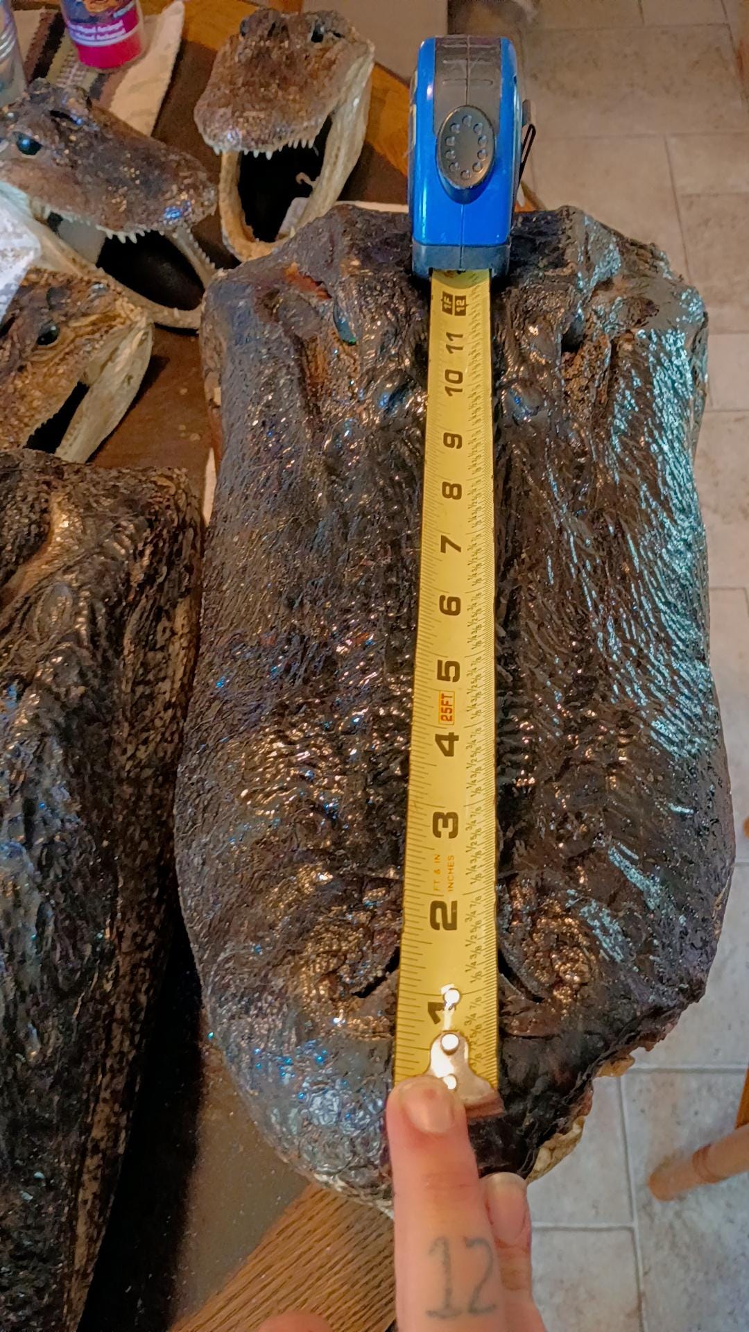Alligator Trophy Mount | Wild Louisiana Caught 12ft Gator