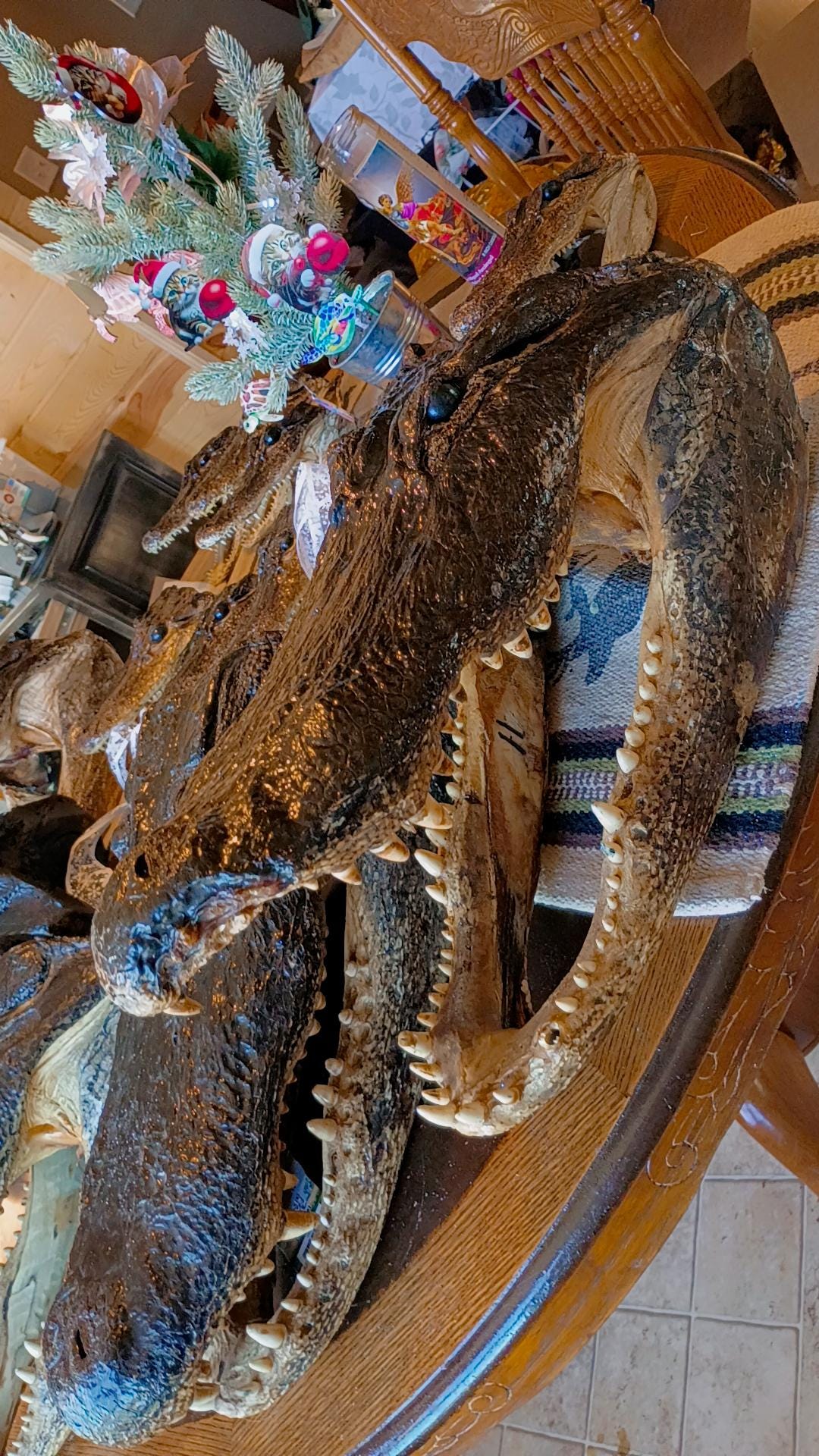 Alligator Trophy Mount | Wild Louisiana Caught 12ft Gator