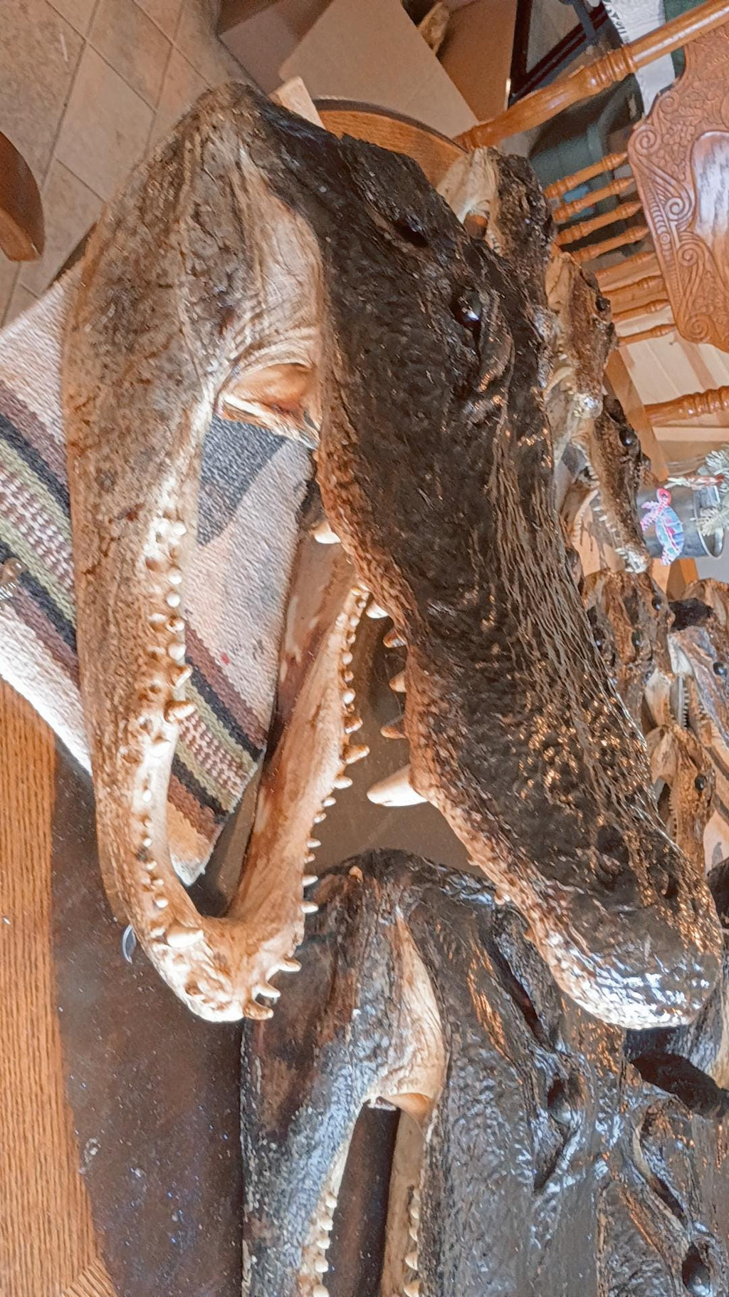 Select alligator trophy Mount wild Louisiana caught 12ft gator