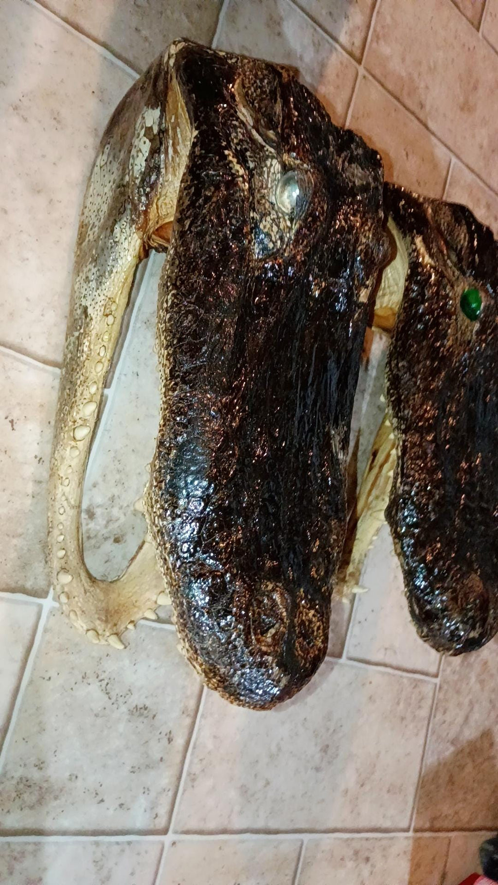Select alligator trophy Mount wild Louisiana caught 12ft gator