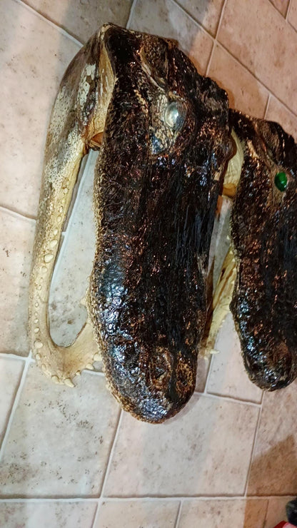 Alligator Trophy Mount | Wild Louisiana Caught 12ft Gator