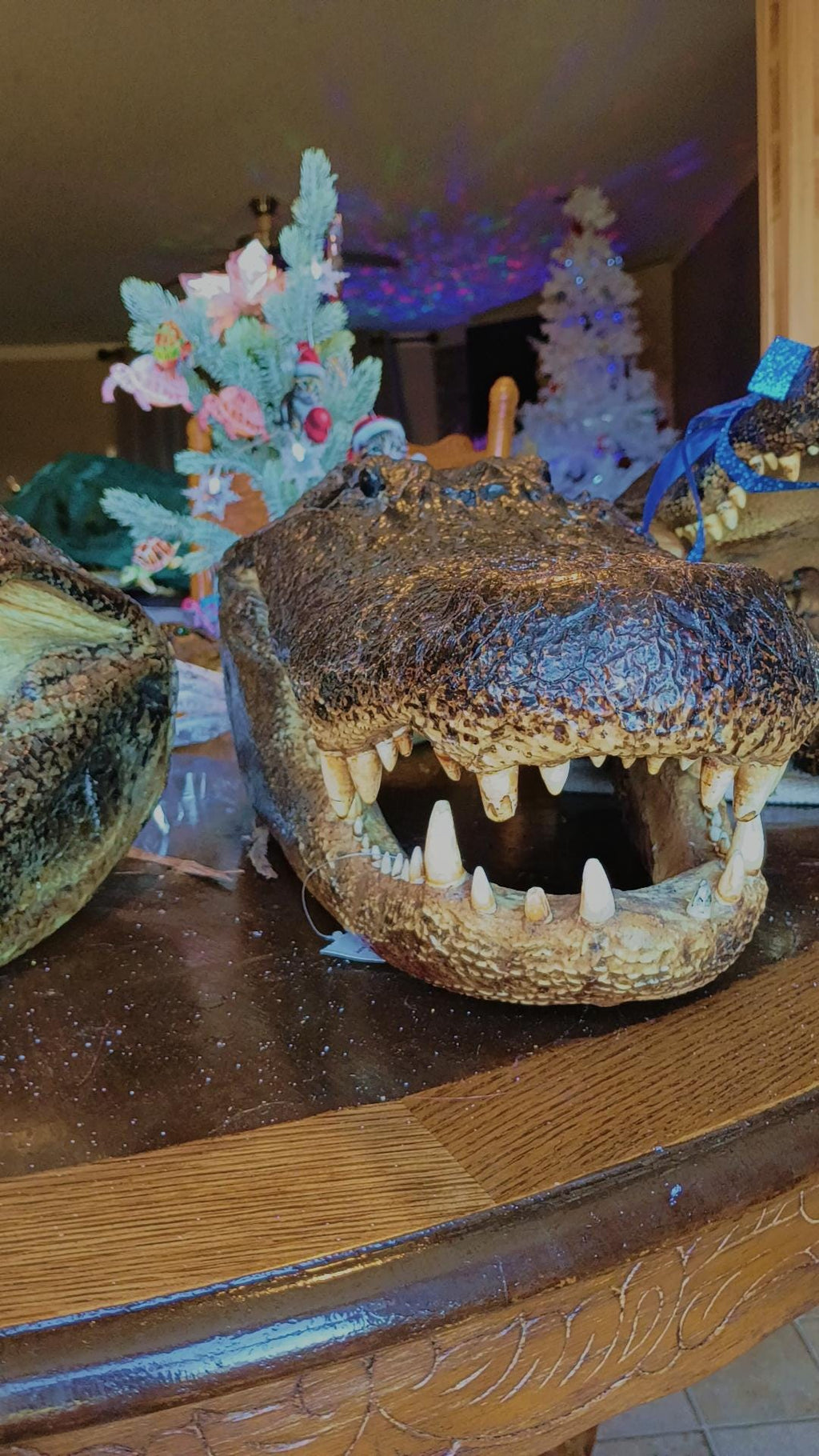 Select alligator trophy Mount wild Louisiana caught 12ft gator