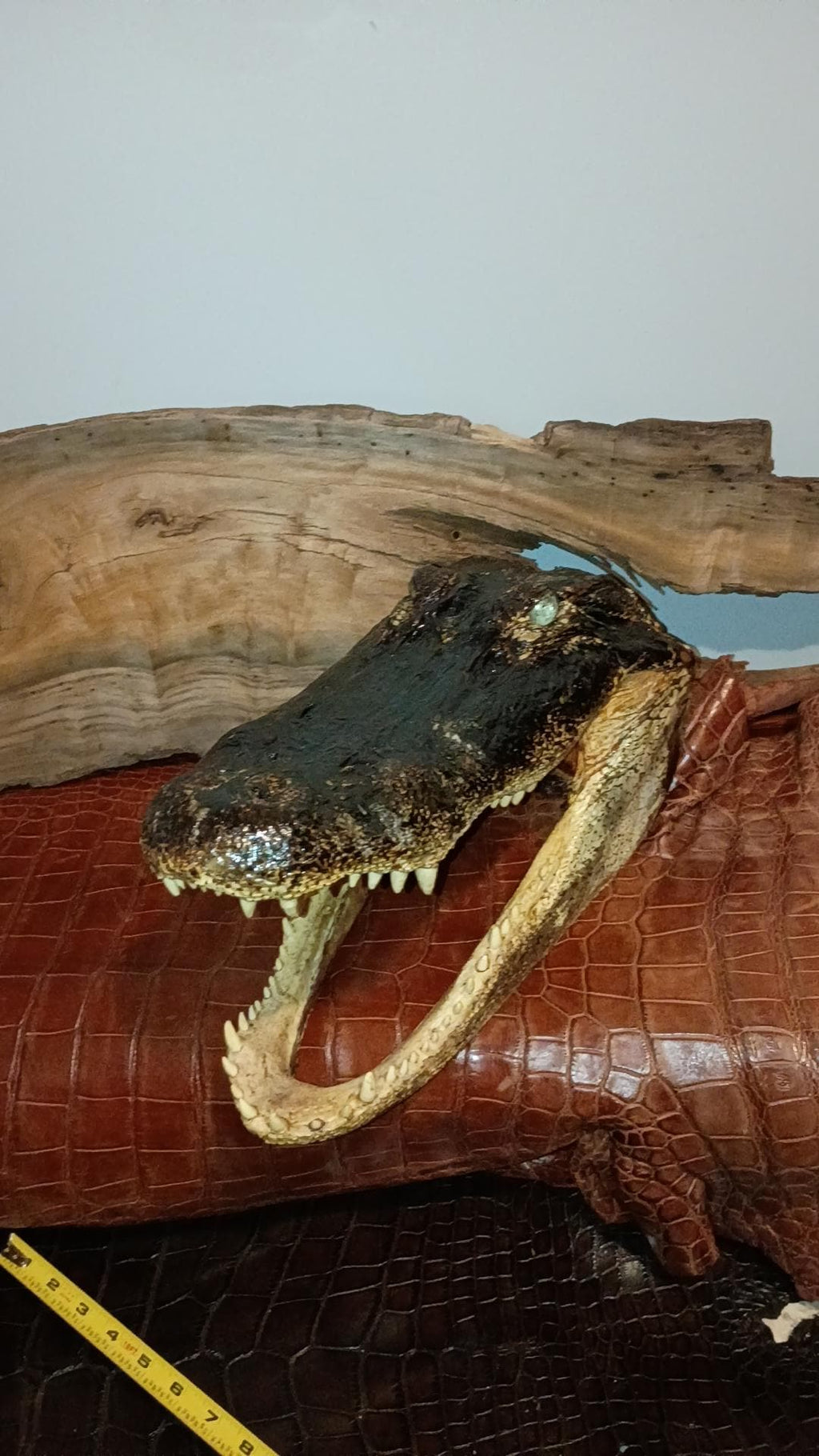 Real 16" Monster Alligator Head | 10.5ft Gator Harvested in LA | Authentic Cajun Taxidermy & Bayou Decor| Gothic oddities | Vulture Culture