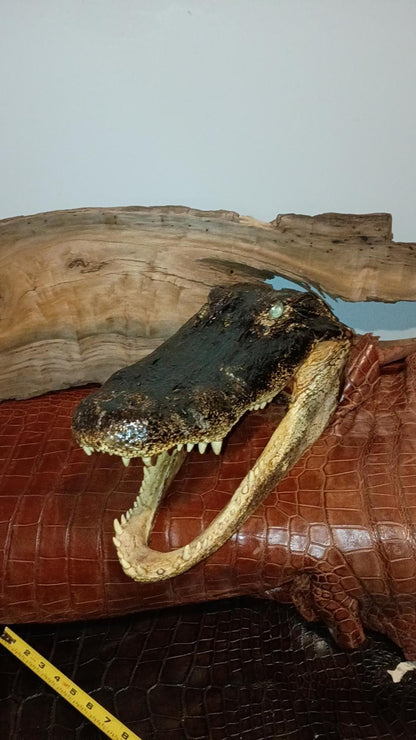 Real 16" Monster Alligator Head |Authentic Louisiana Taxidermy Monster