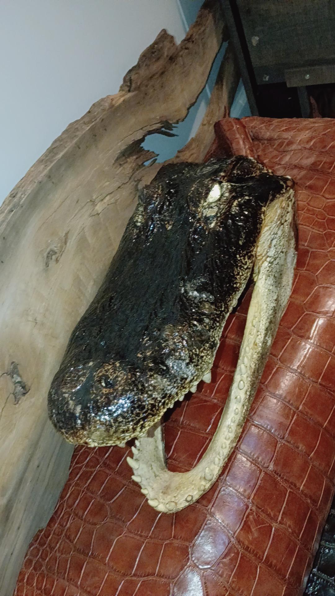 Real 16" Monster Alligator Head |Authentic Louisiana Taxidermy Monster