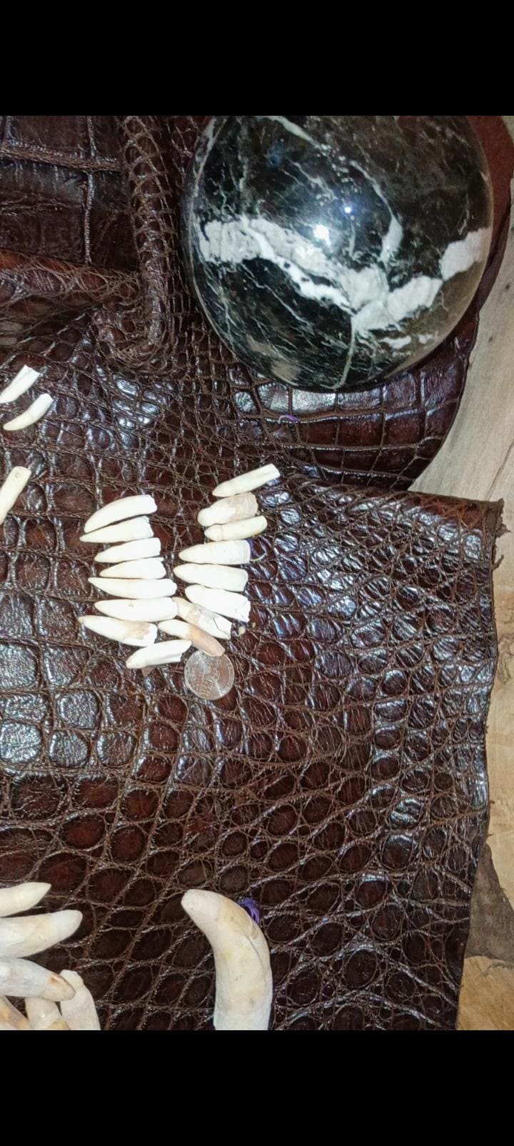 Real Louisiana Alligator Teeth|12 Count Pack|Matched Pairs for Earrings or Bulk Necklace|Ethically Sourced Taxidermy Bones|Vulture Culture