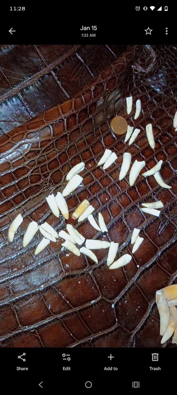 Real Louisiana Alligator Teeth|12 Count Pack|Matched Pairs for Earrings or Bulk Necklace|Ethically Sourced Taxidermy Bones|Vulture Culture