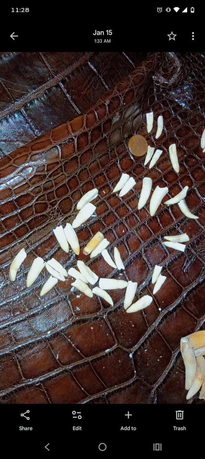 Real Louisiana Alligator Teeth | 12-Pack Matched Pairs for Jewelry