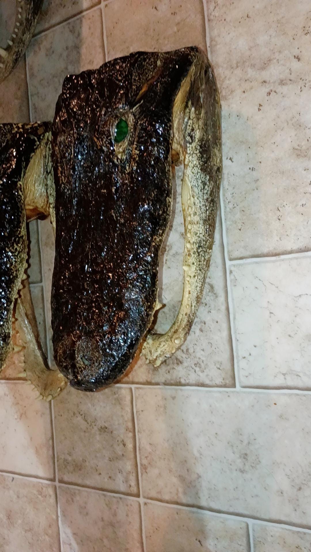 Alligator Trophy Mount | Wild Louisiana Caught 12ft Gator