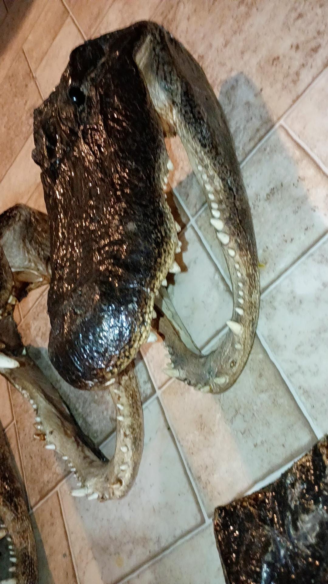 Select alligator trophy Mount wild Louisiana caught 12ft gator