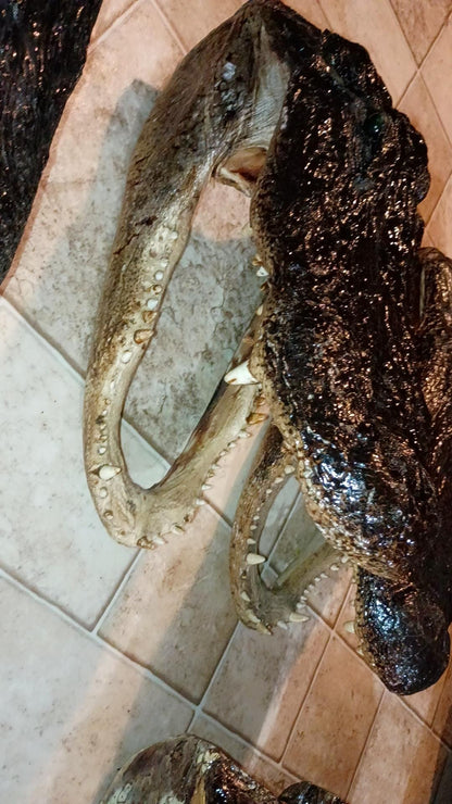 Alligator Trophy Mount | Wild Louisiana Caught 12ft Gator