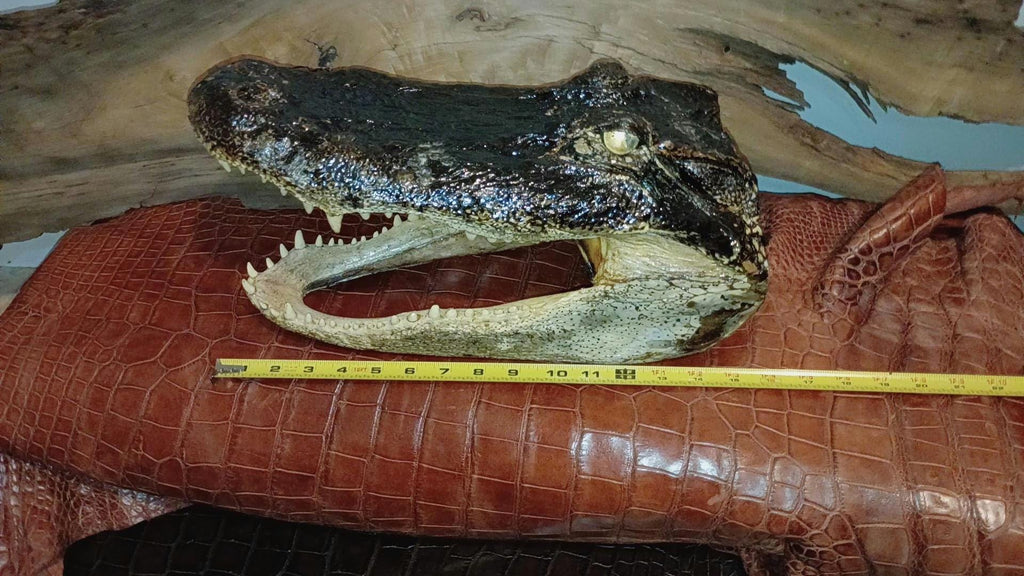 Real 16" Monster Alligator Head | 10.5ft Gator Harvested in LA | Authentic Cajun Taxidermy & Bayou Decor| Gothic oddities | Vulture Culture
