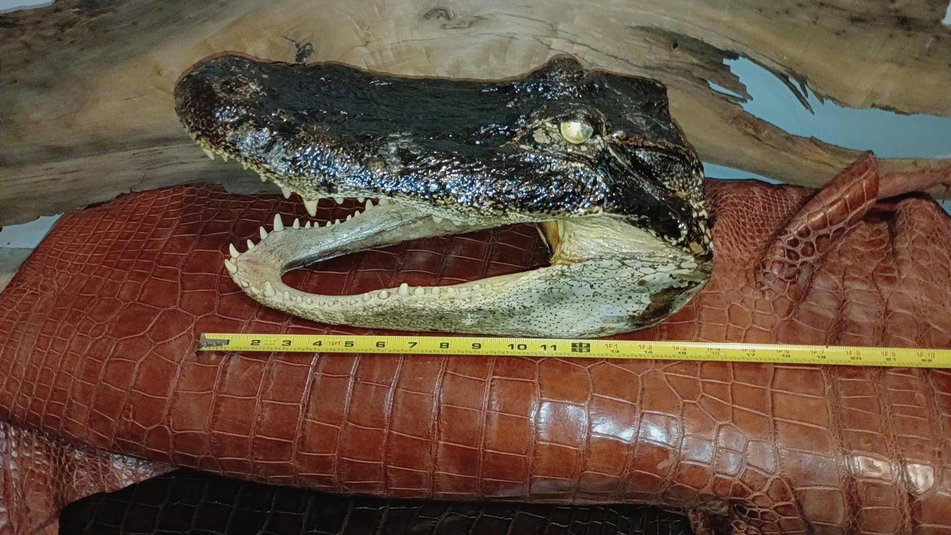 Real 16" Monster Alligator Head |Authentic Louisiana Taxidermy Monster