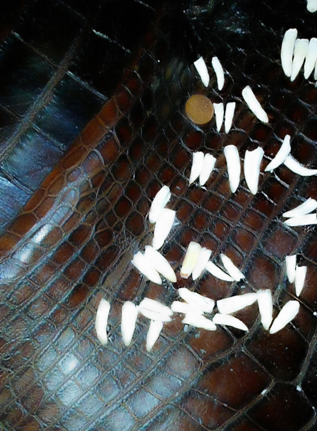 Real Louisiana Alligator Teeth|12 Count Pack|Matched Pairs for Earrings or Bulk Necklace|Ethically Sourced Taxidermy Bones|Vulture Culture