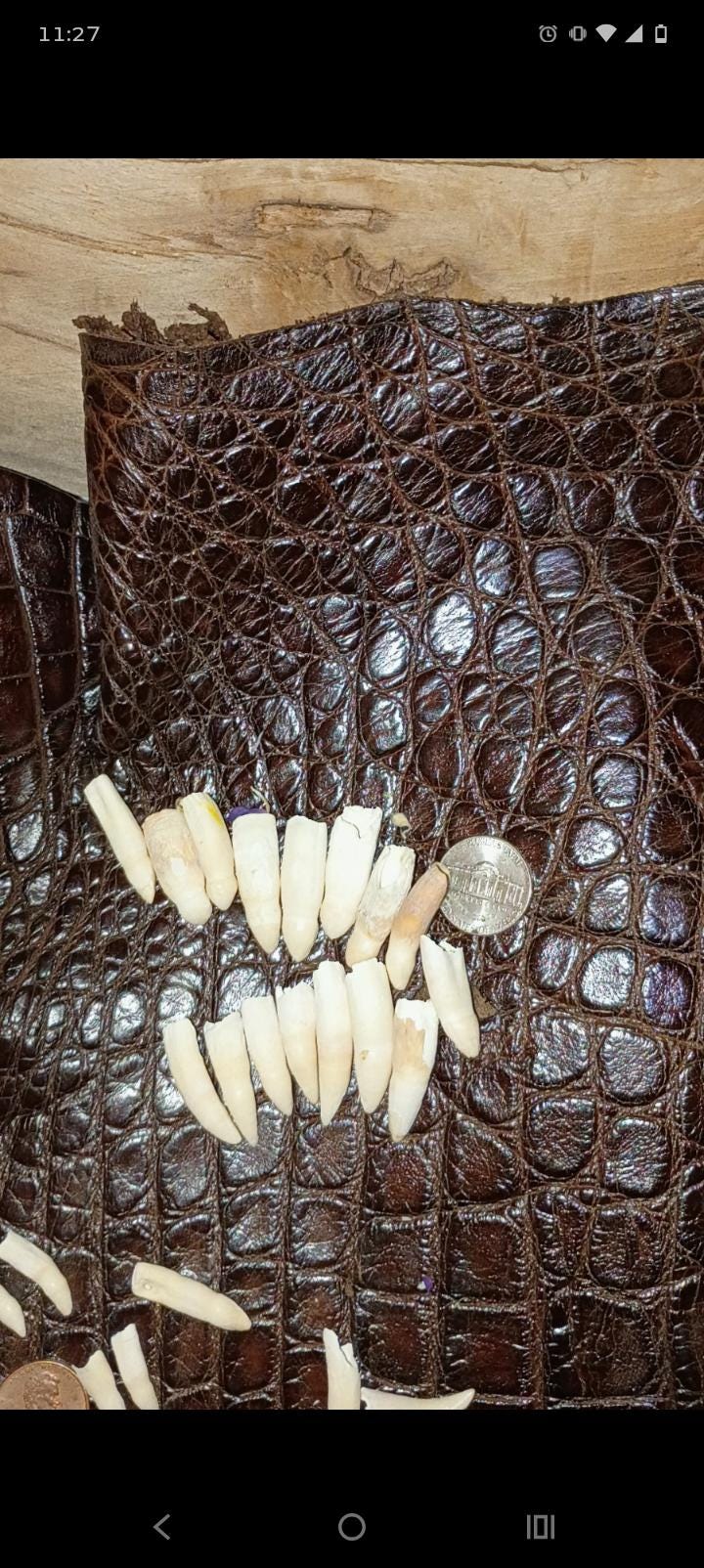 Real Louisiana Alligator Teeth|12 Count Pack|Matched Pairs for Earrings or Bulk Necklace|Ethically Sourced Taxidermy Bones|Vulture Culture