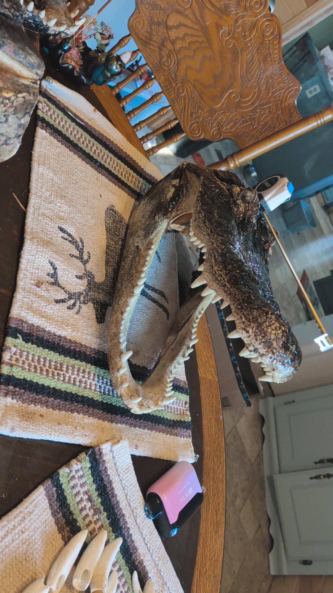 LARGE-XLARGE-XXLarge-XXXlarge Authentice Cajun Alligator Head Taxidermy: 9ft-13ft Louisiana Gator XXlarge discounted from boating accident)
