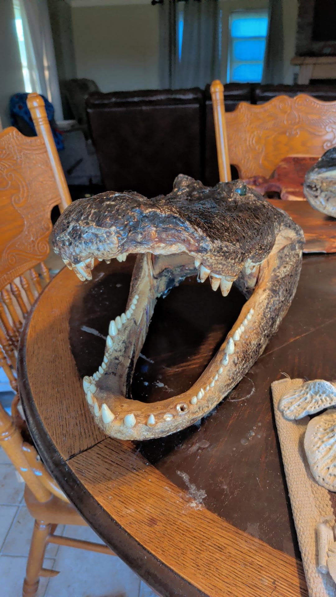 LARGE-XLARGE-XXLarge-XXXlarge Authentice Cajun Alligator Head Taxidermy: 9ft-13ft Louisiana Gator XXlarge discounted from boating accident)
