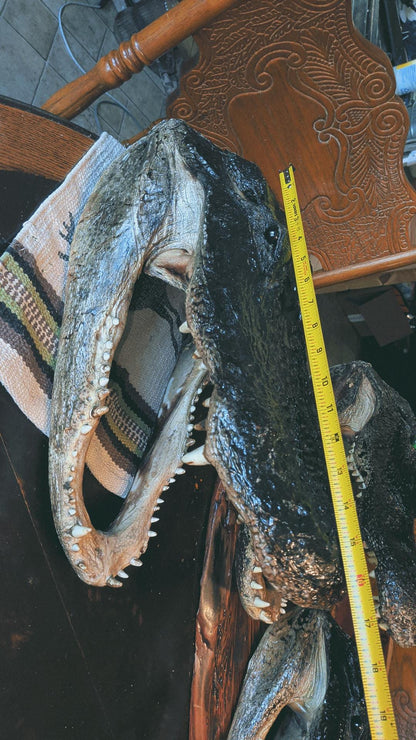 Alligator Head Taxidermy | XXL 8–12 Ft Louisiana Trophy Mount