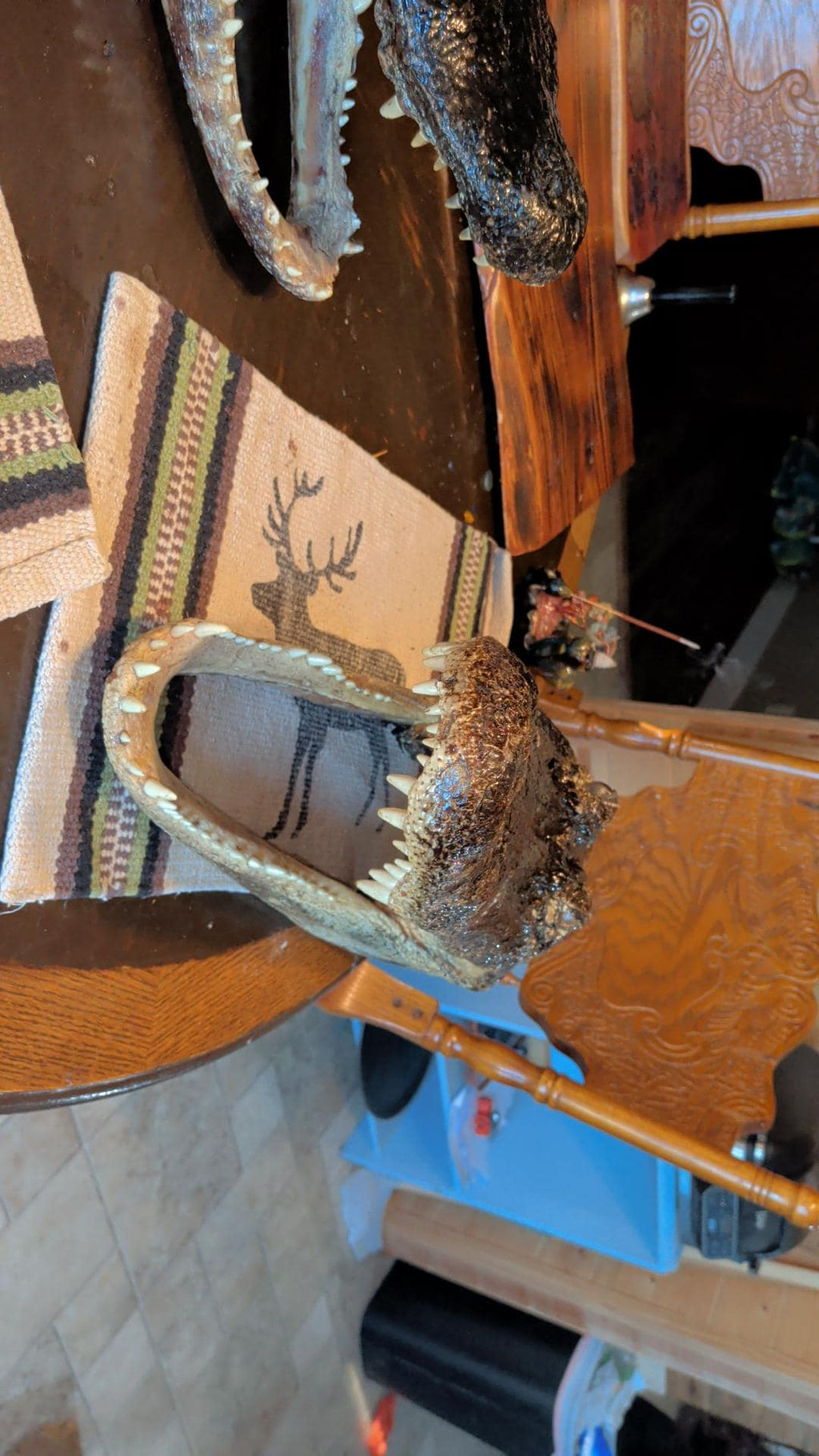 LARGE-XLARGE-XXLarge-XXXlarge Authentice Cajun Alligator Head Taxidermy: 9ft-13ft Louisiana Gator XXlarge discounted from boating accident)