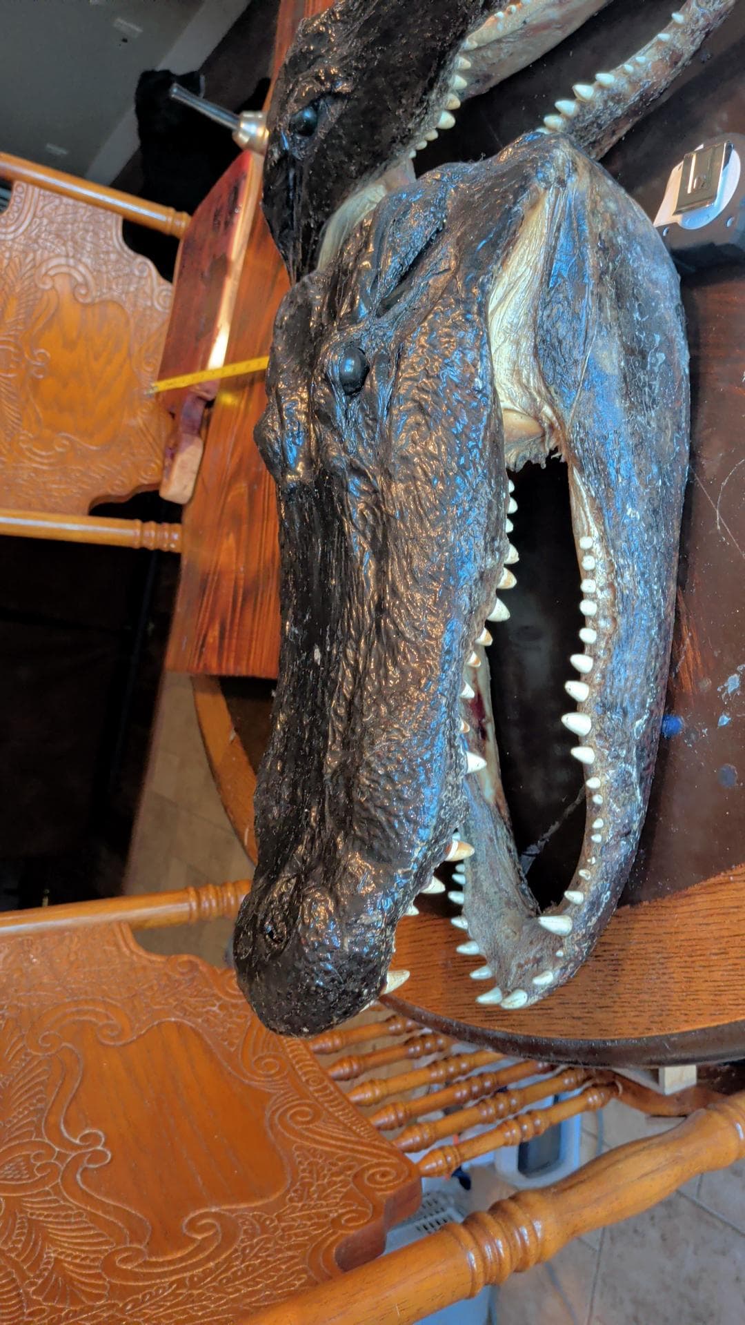 LARGE-XLARGE-XXLarge-XXXlarge Authentice Cajun Alligator Head Taxidermy: 9ft-13ft Louisiana Gator XXlarge discounted from boating accident)