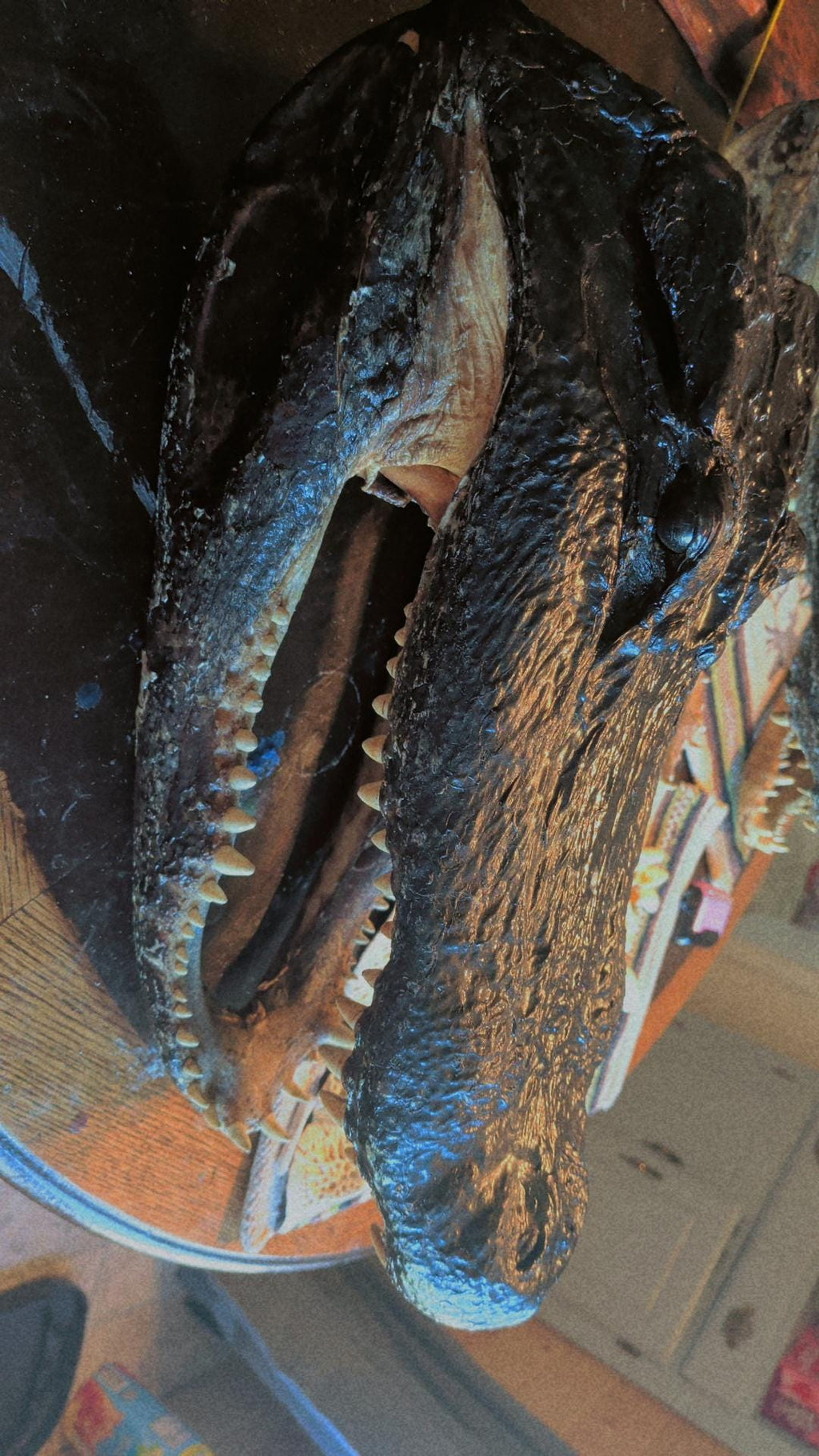 LARGE-XLARGE-XXLarge-XXXlarge Authentice Cajun Alligator Head Taxidermy: 9ft-13ft Louisiana Gator XXlarge discounted from boating accident)