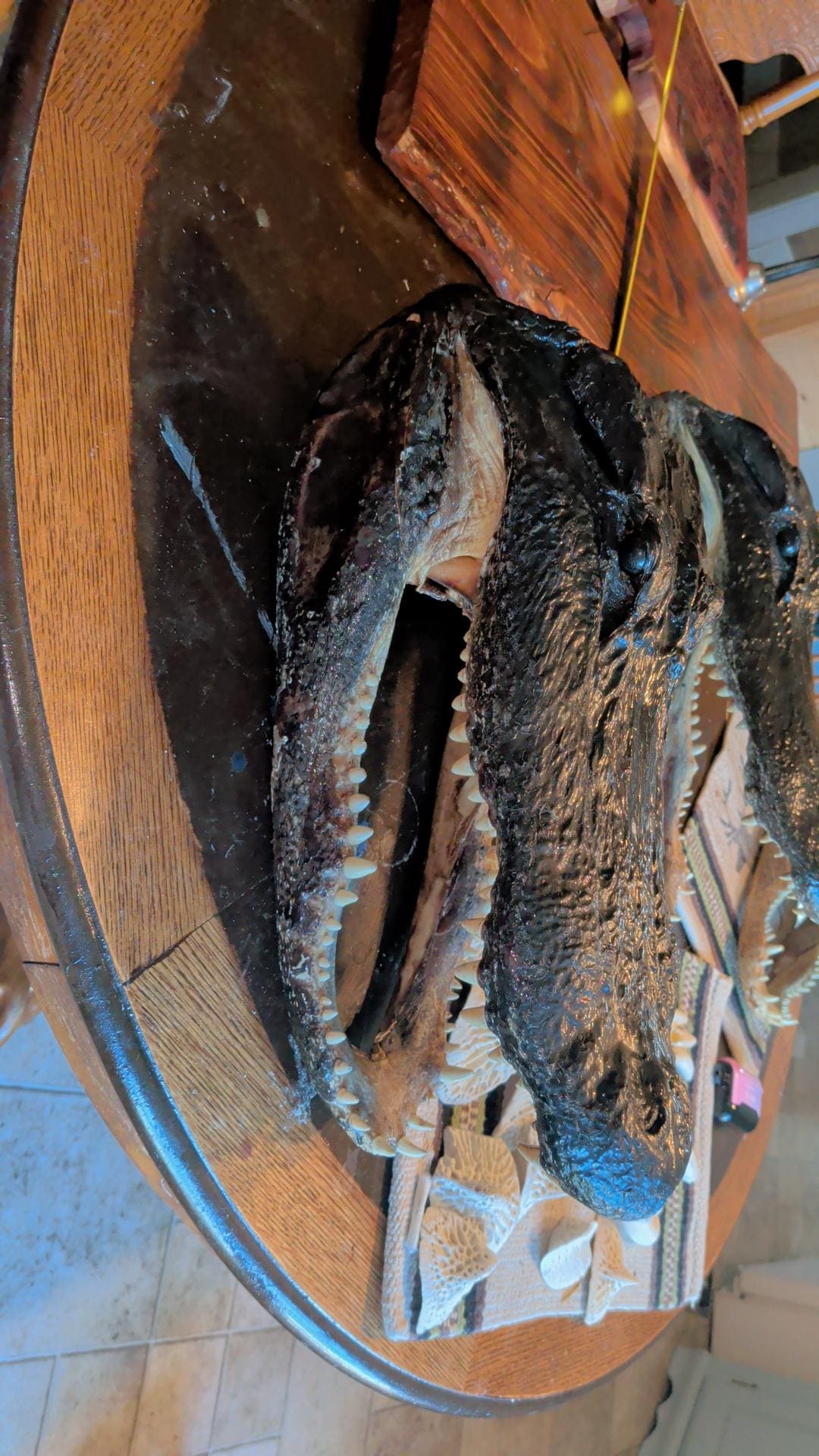 Alligator Head Taxidermy | XXL 8–12 Ft Louisiana Trophy Mount